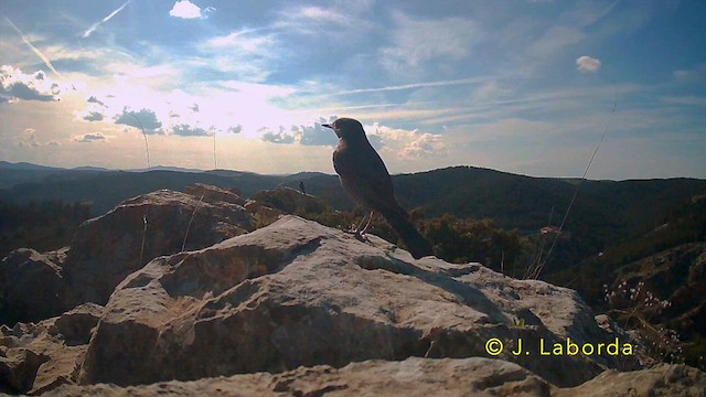 Blue Rock-Thrush - ML641956996