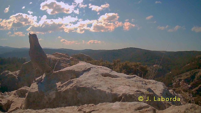 Blue Rock-Thrush - ML641956997