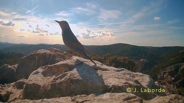 Blue Rock-Thrush - ML641956998