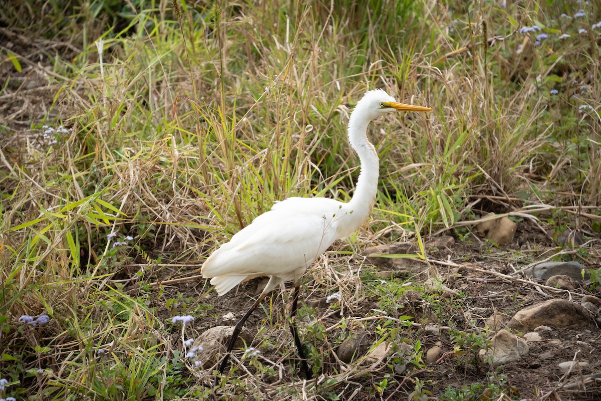 Plumed Egret - ML641957016