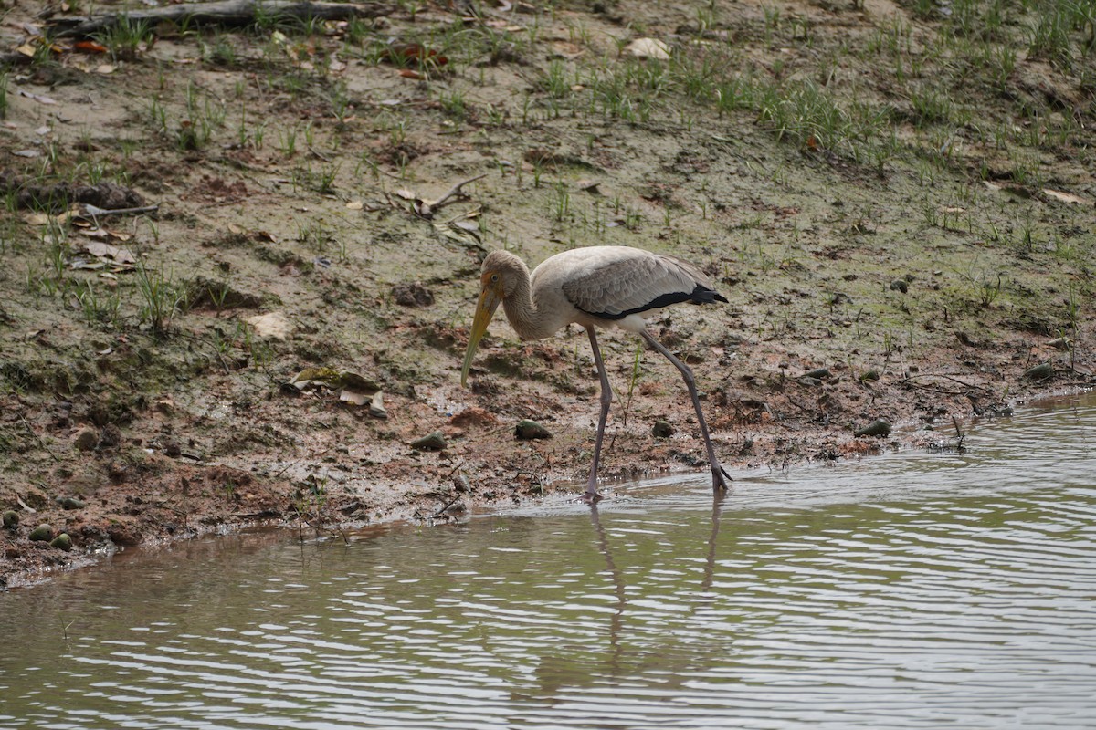 malaystork - ML641957018