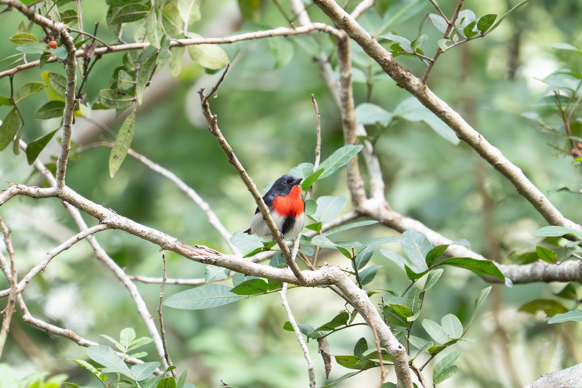 Picaflores Golondrina - ML641957022