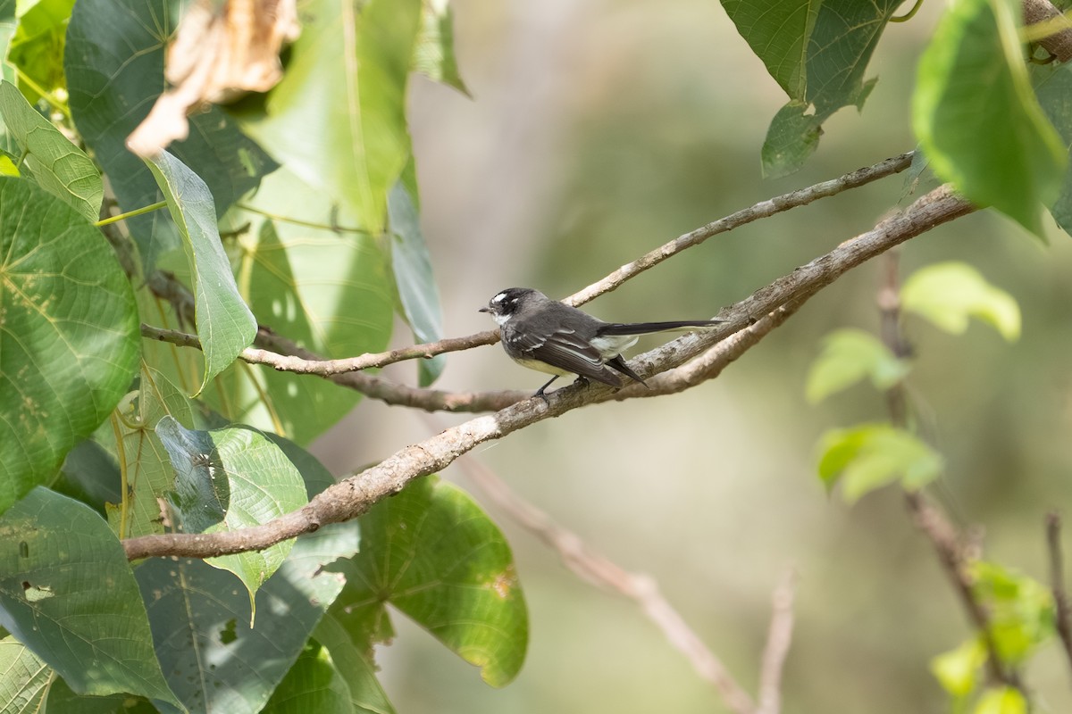 Gray Fantail - ML641957023