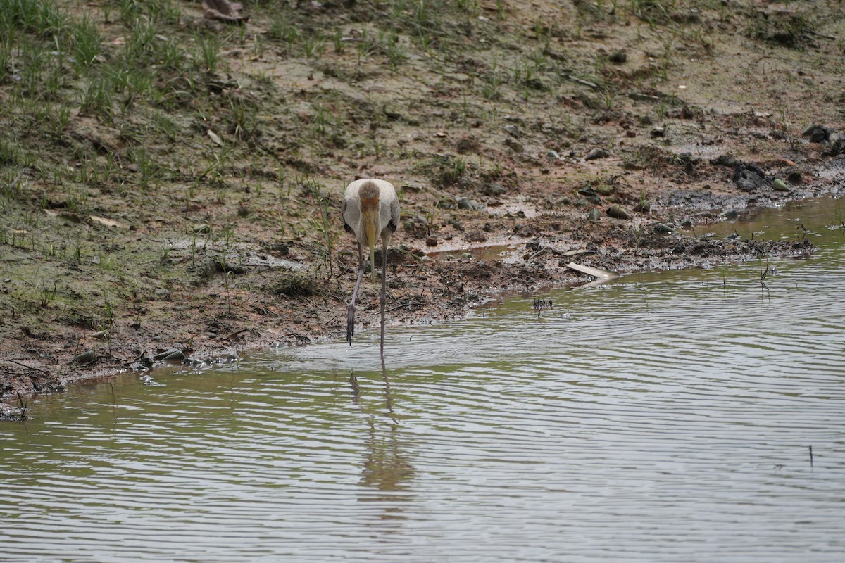 malaystork - ML641957027