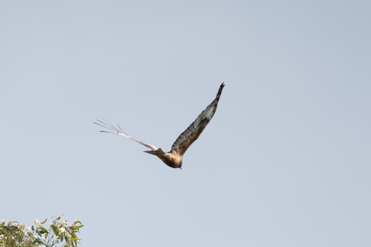 Square-tailed Kite - ML641957033