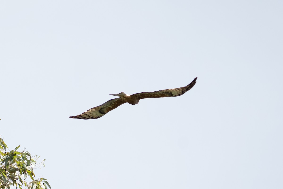 Square-tailed Kite - ML641957034