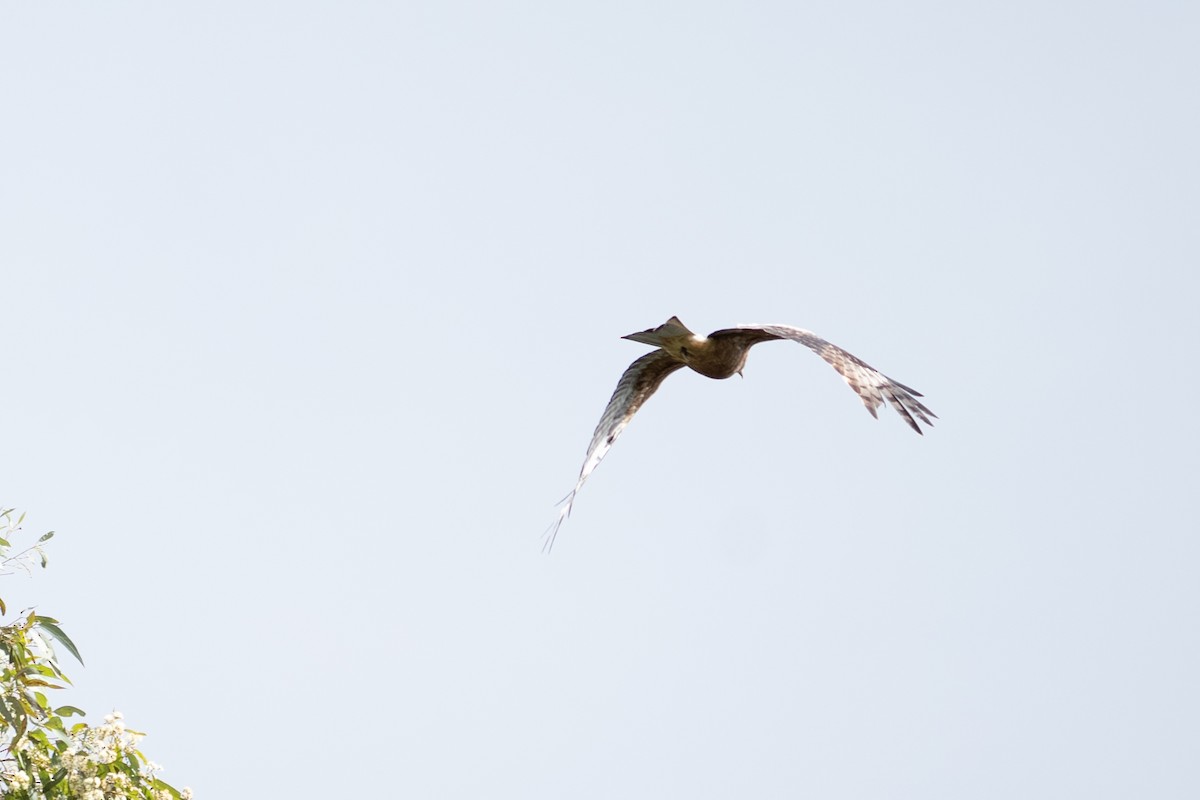 Square-tailed Kite - ML641957035
