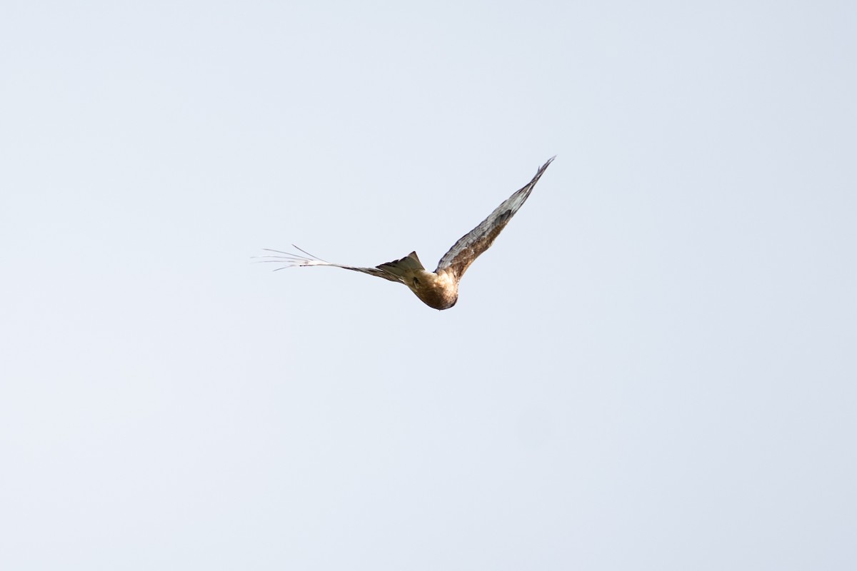 Square-tailed Kite - ML641957036