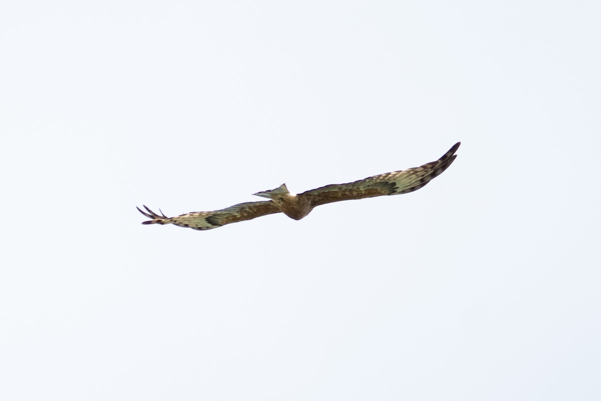 Square-tailed Kite - ML641957037