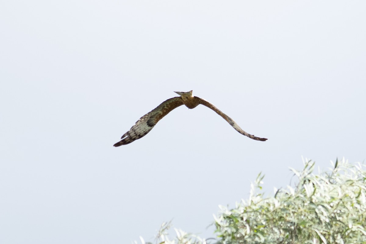 Square-tailed Kite - ML641957038