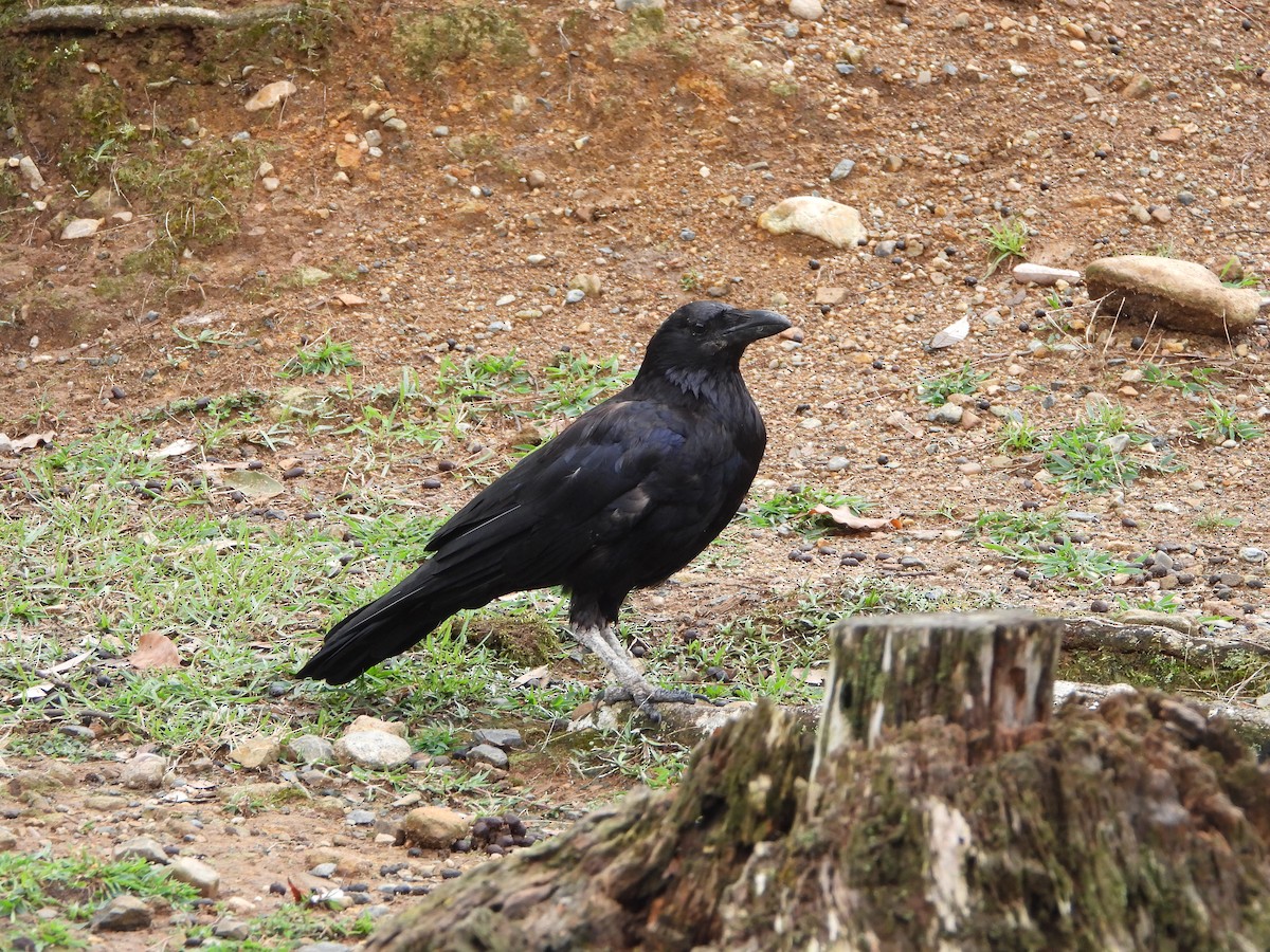 Large-billed Crow - ML641957044