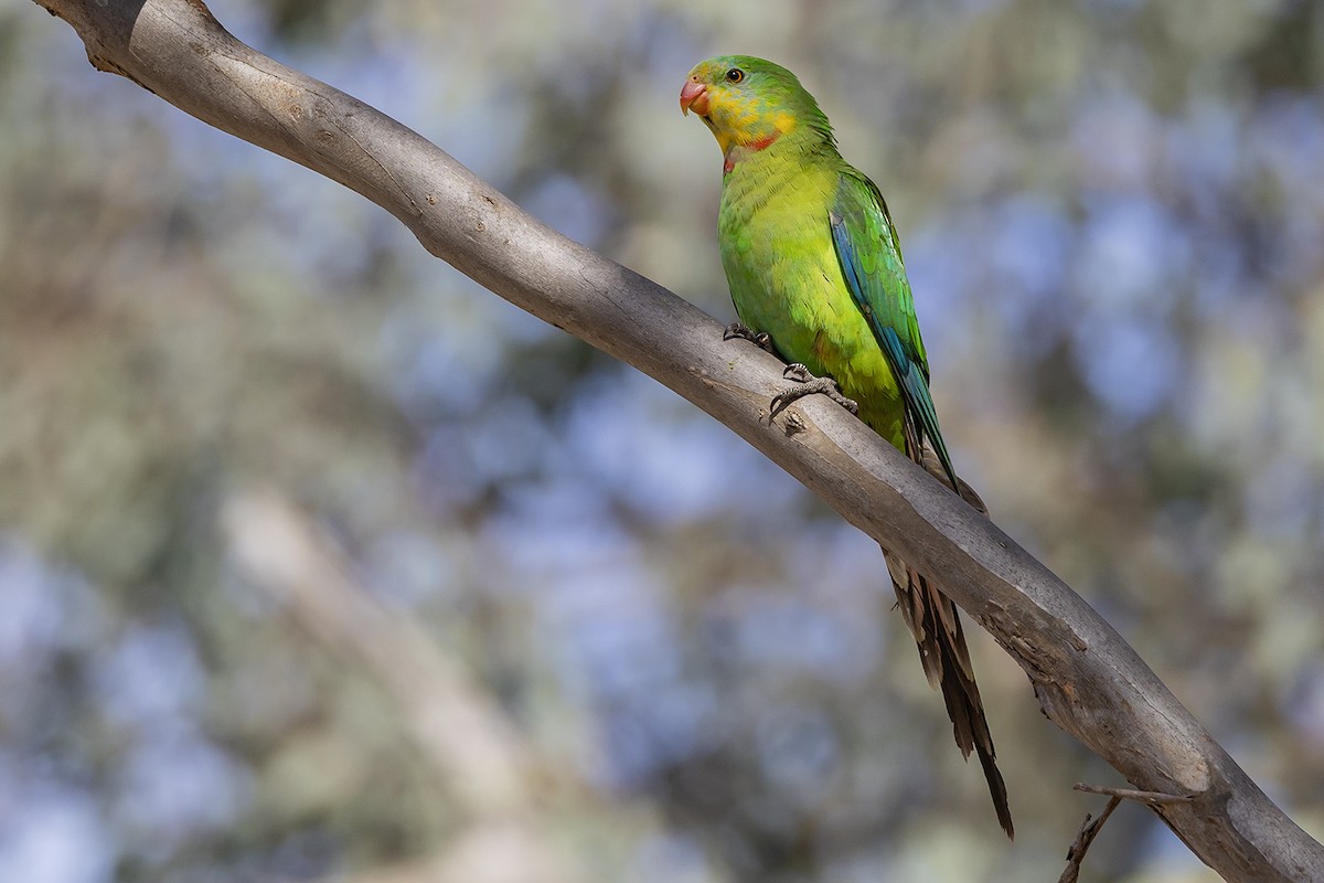 Superb Parrot - ML641957057