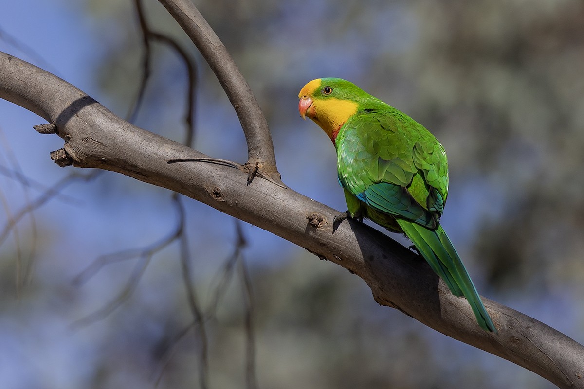 Superb Parrot - ML641957058