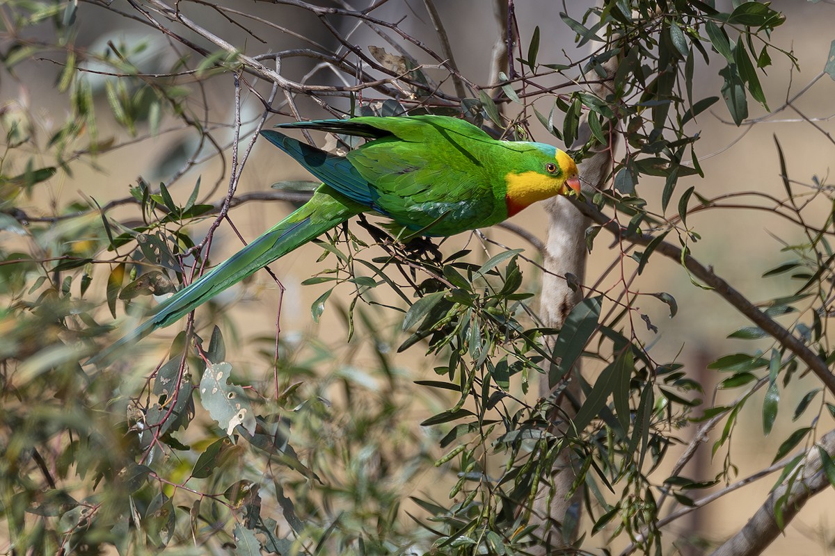 Superb Parrot - ML641957059