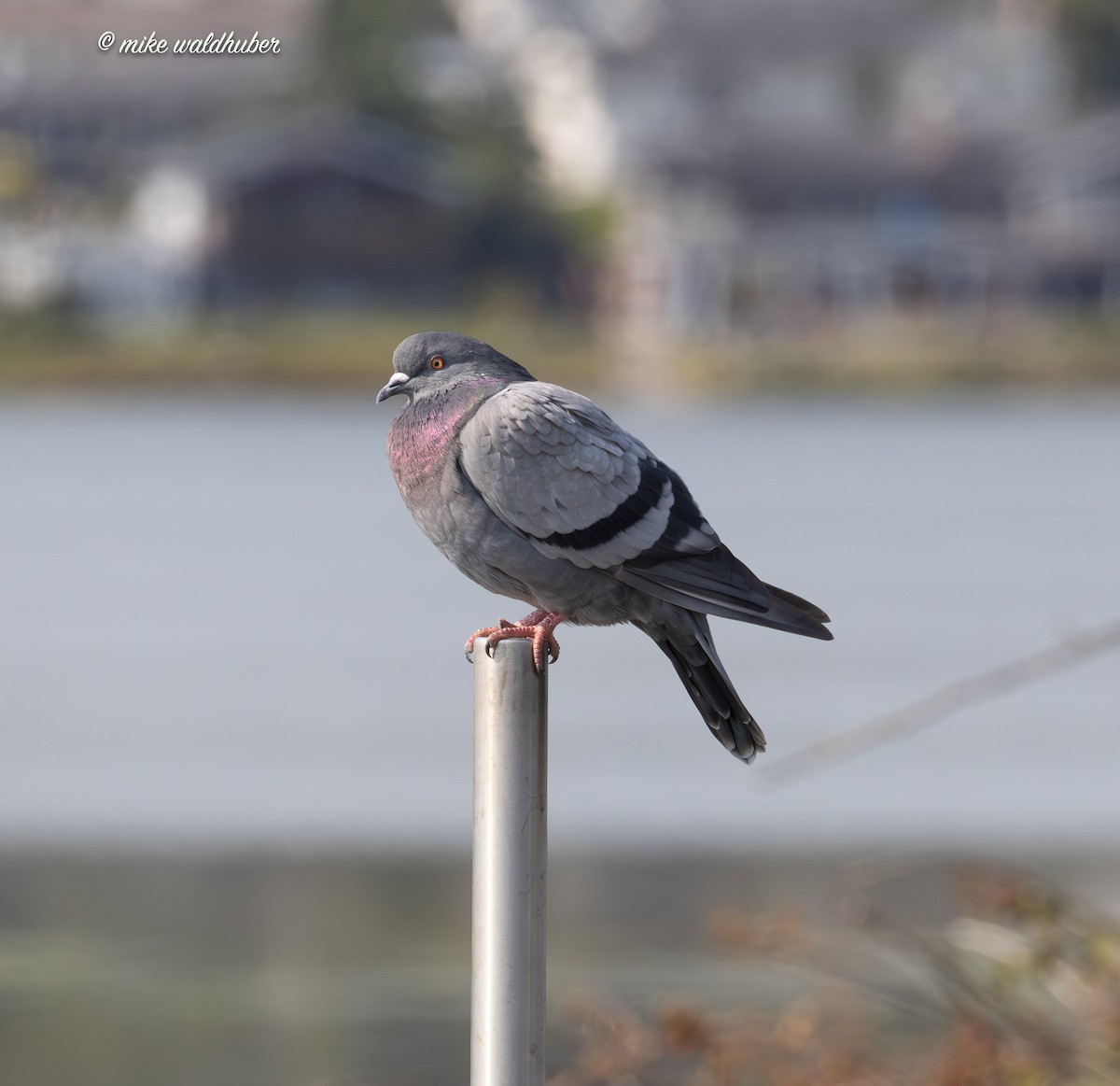 Rock Pigeon (Feral Pigeon) - ML641957064
