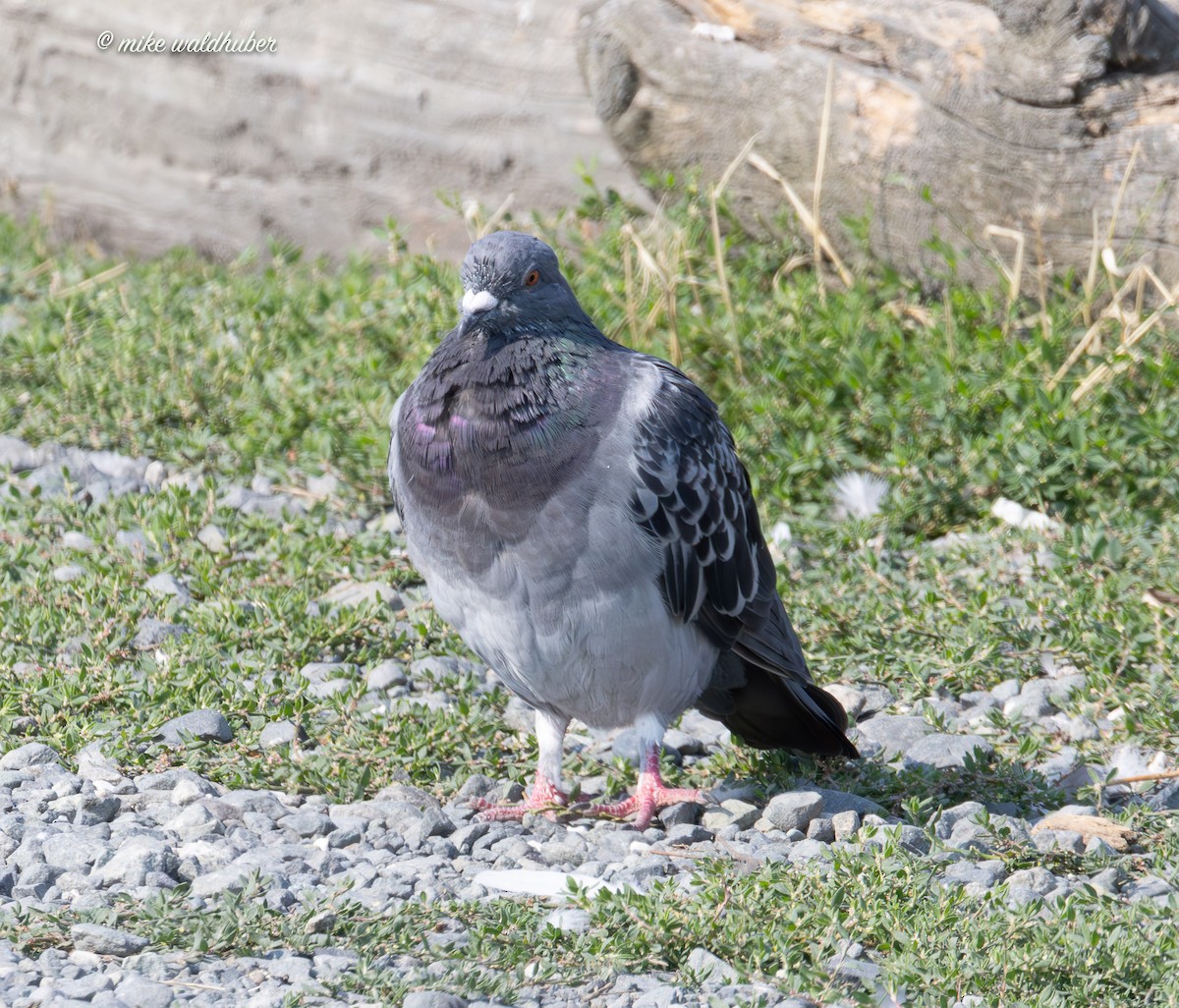 Rock Pigeon (Feral Pigeon) - ML641957065