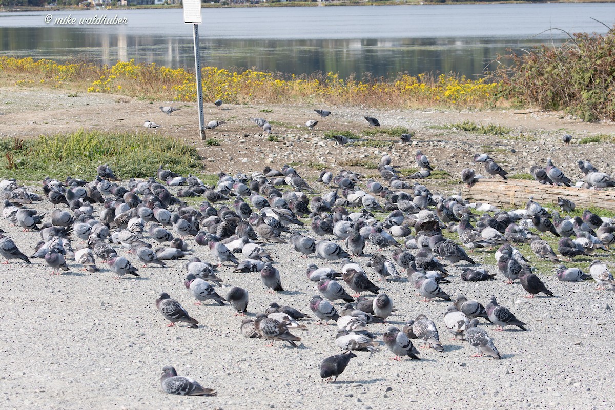 Rock Pigeon (Feral Pigeon) - ML641957066