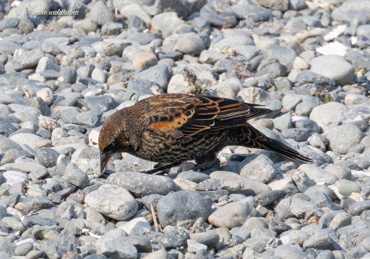 Red-winged Blackbird - ML641957075