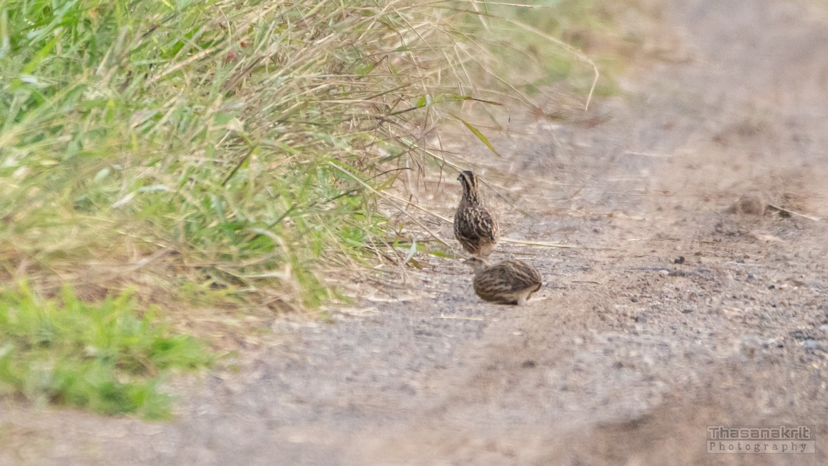 Rain Quail - ML641957078