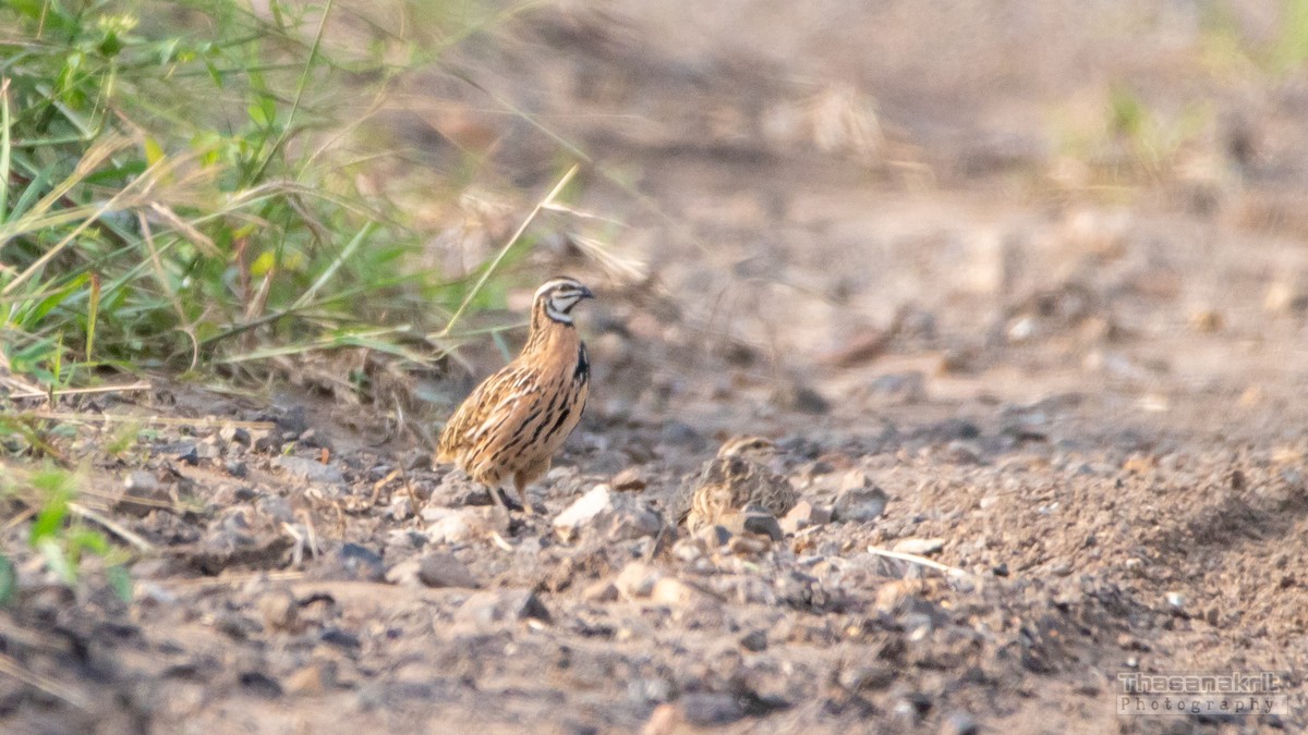 Rain Quail - ML641957083