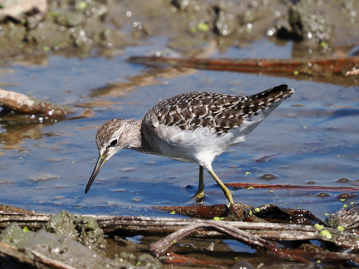 Bruchwasserläufer - ML641957111