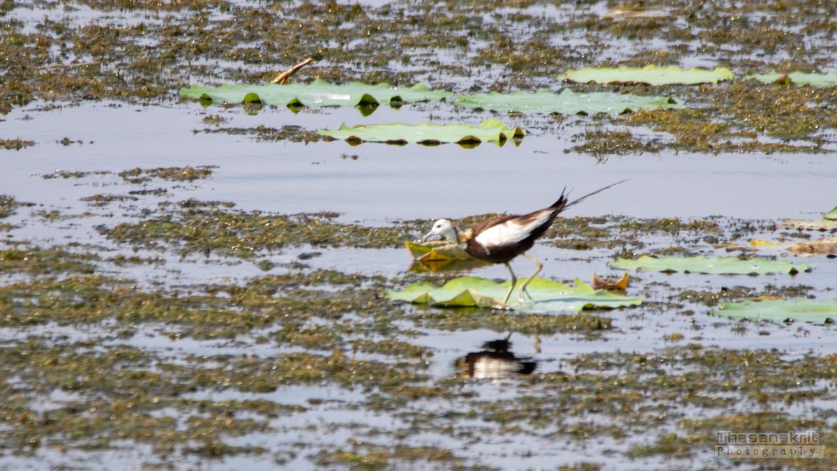 Pheasant-tailed Jacana - ML641957112