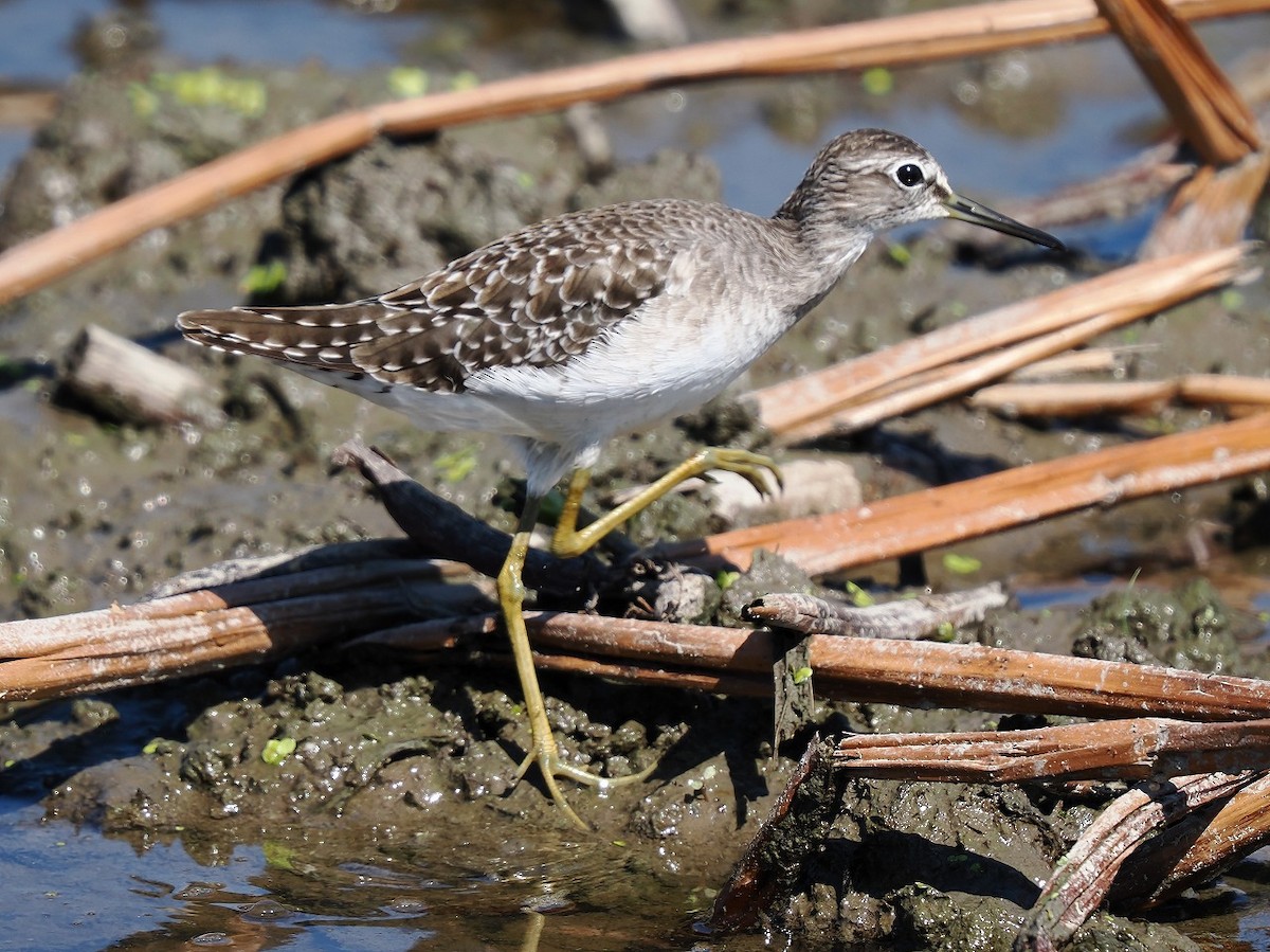 Bruchwasserläufer - ML641957119