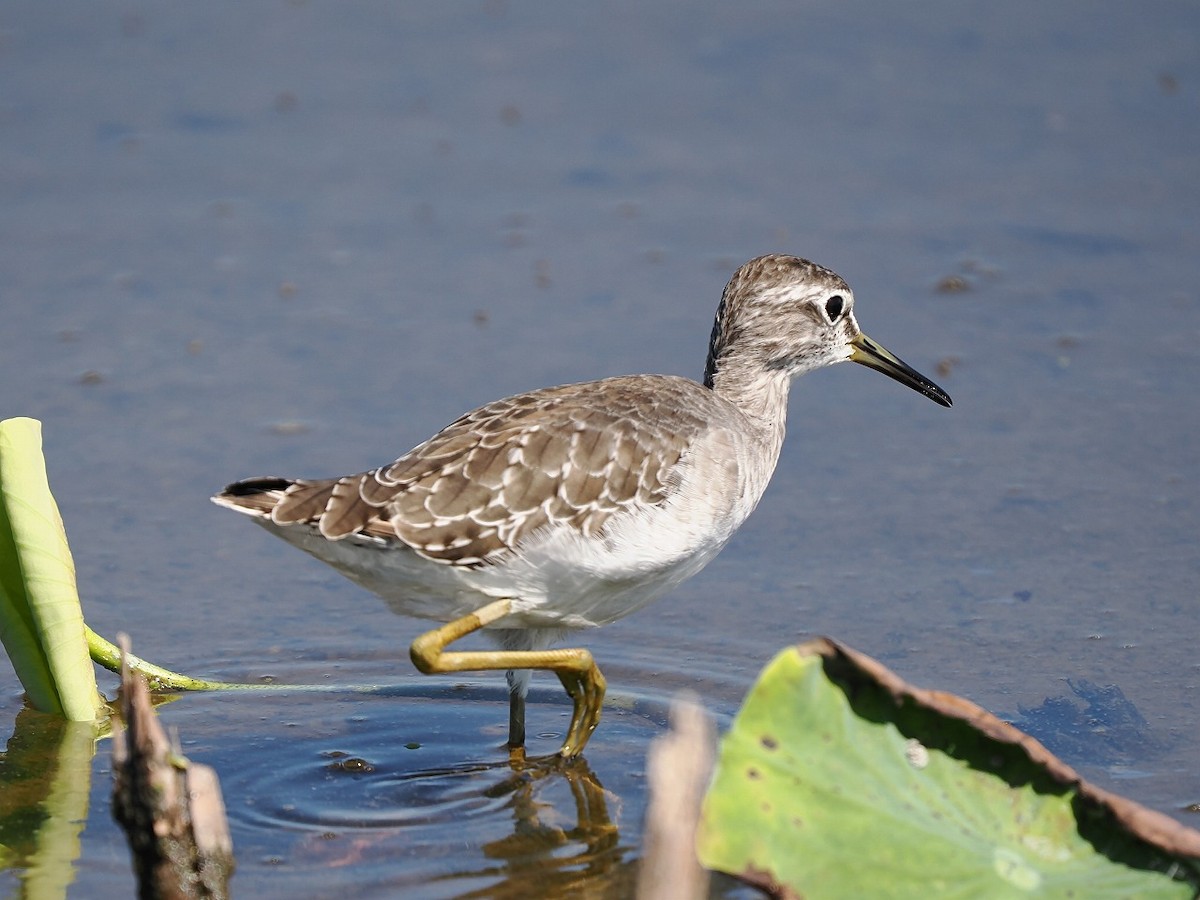 Bruchwasserläufer - ML641957127