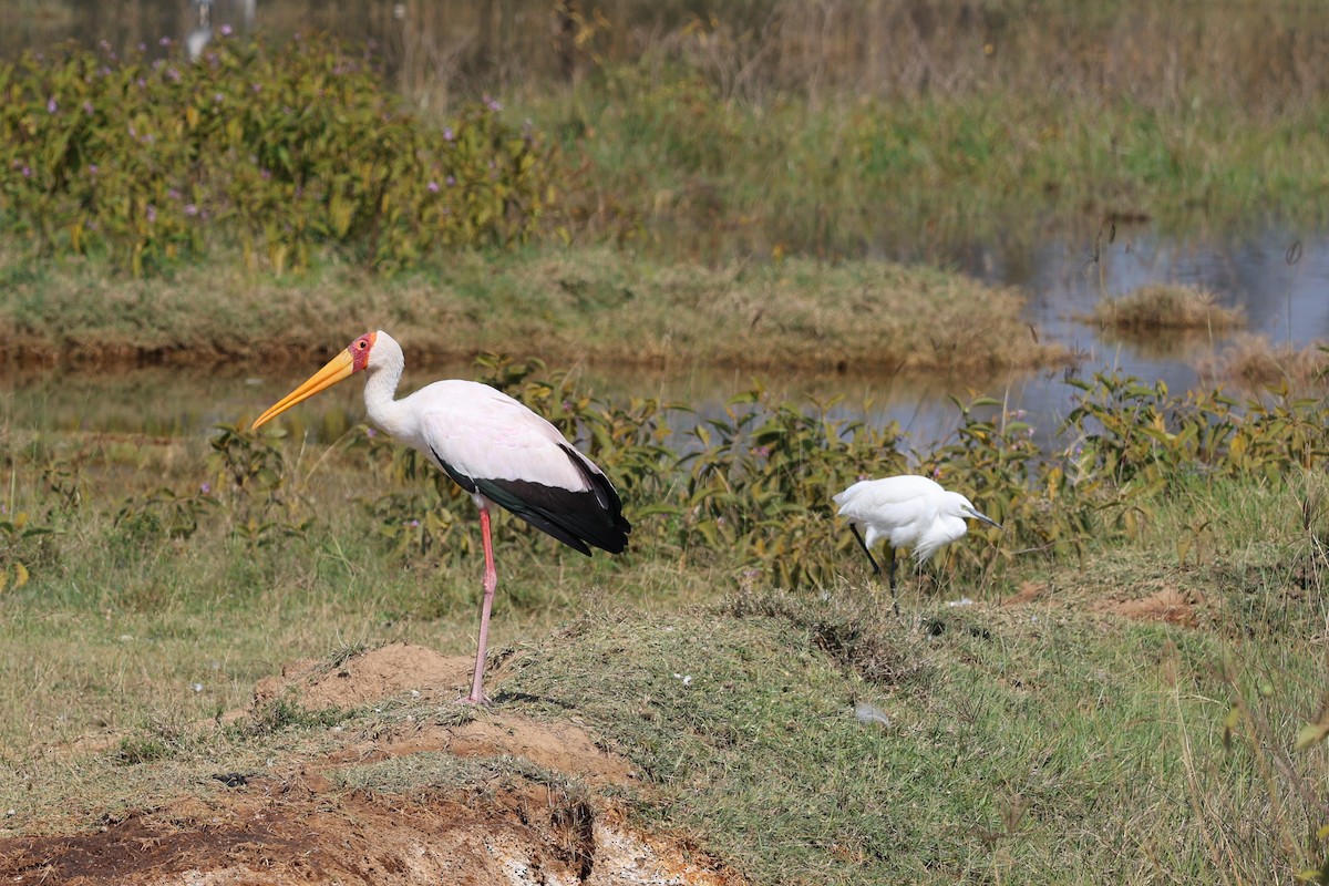 Yellow-billed Stork - ML641957136