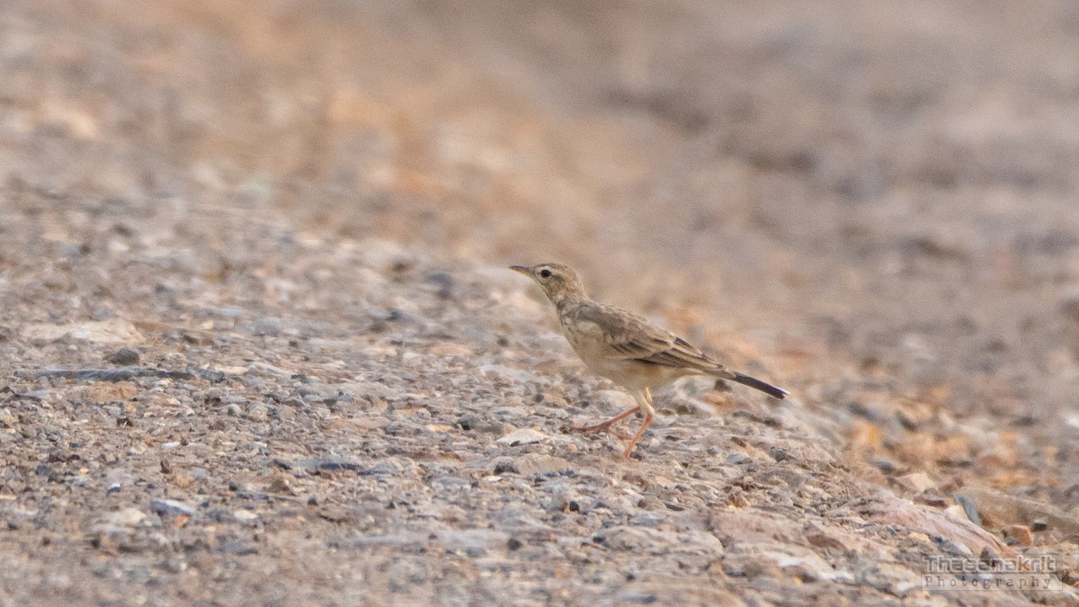 Pipit rousset - ML641957138