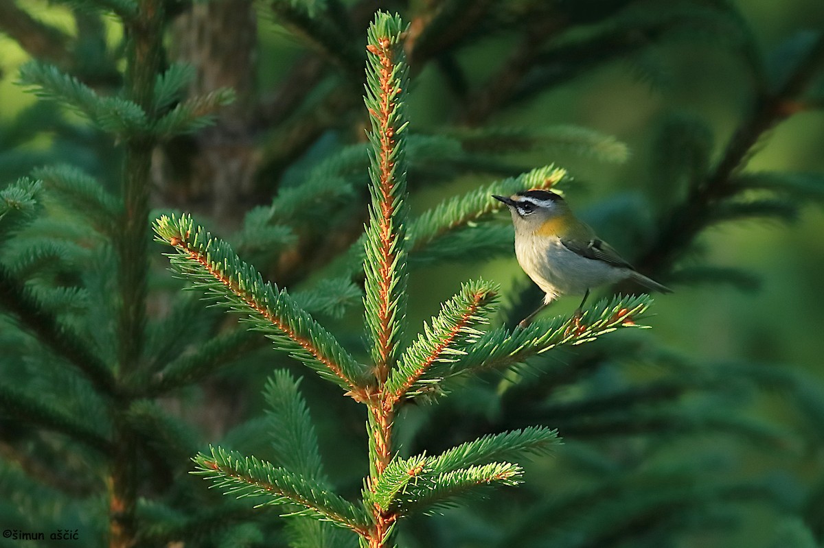 Common Firecrest - ML641957145