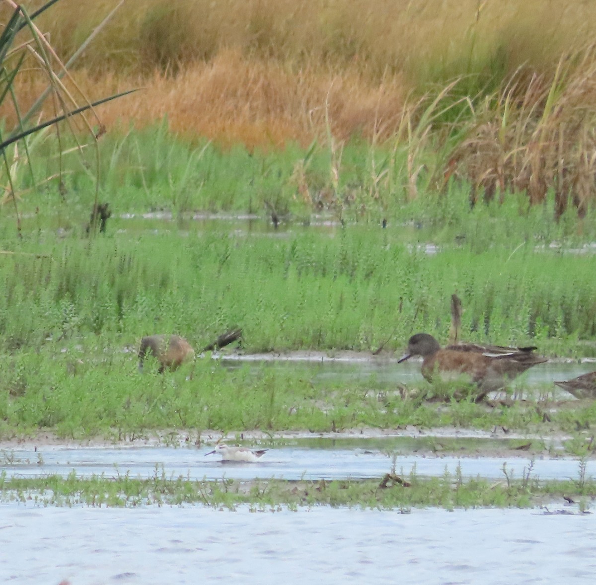 American Wigeon - ML641957146