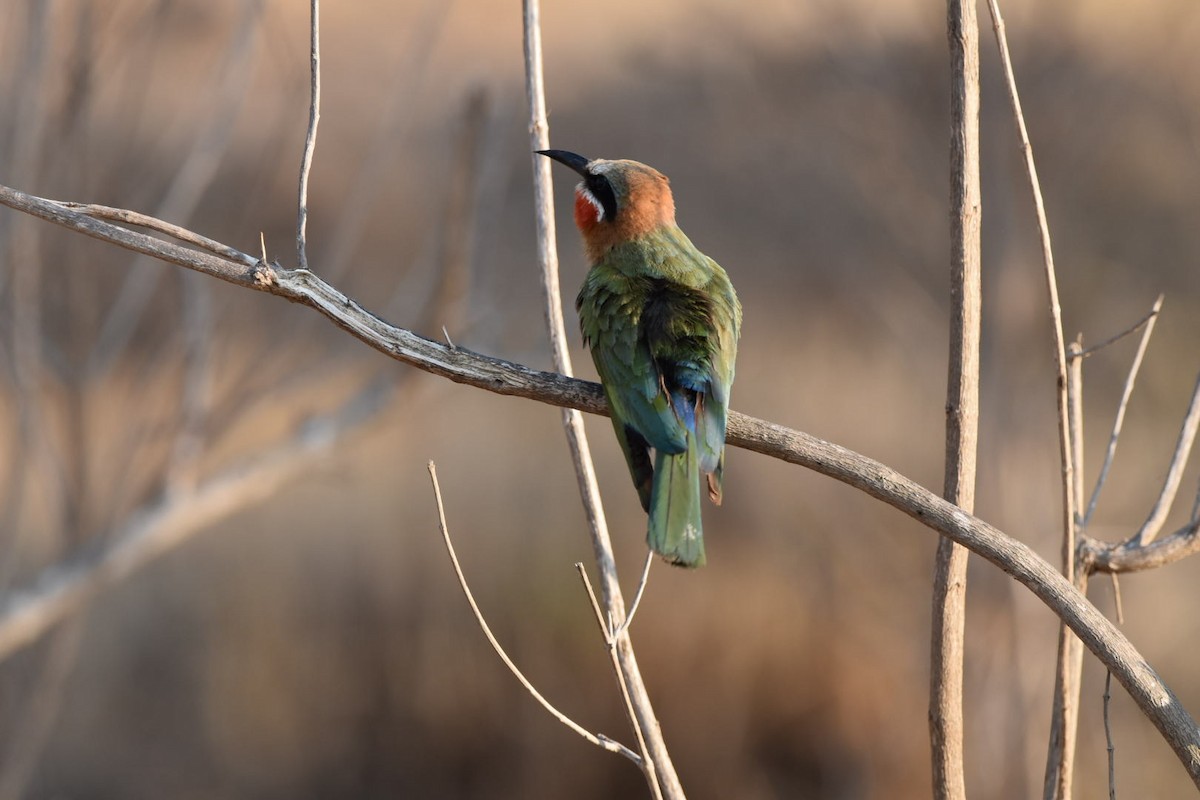 White-fronted Bee-eater - ML641957192