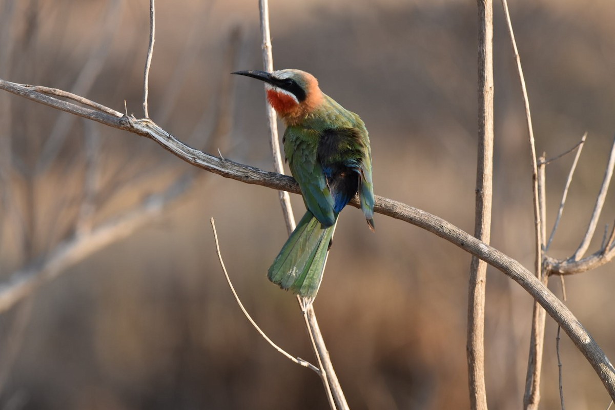 White-fronted Bee-eater - ML641957196