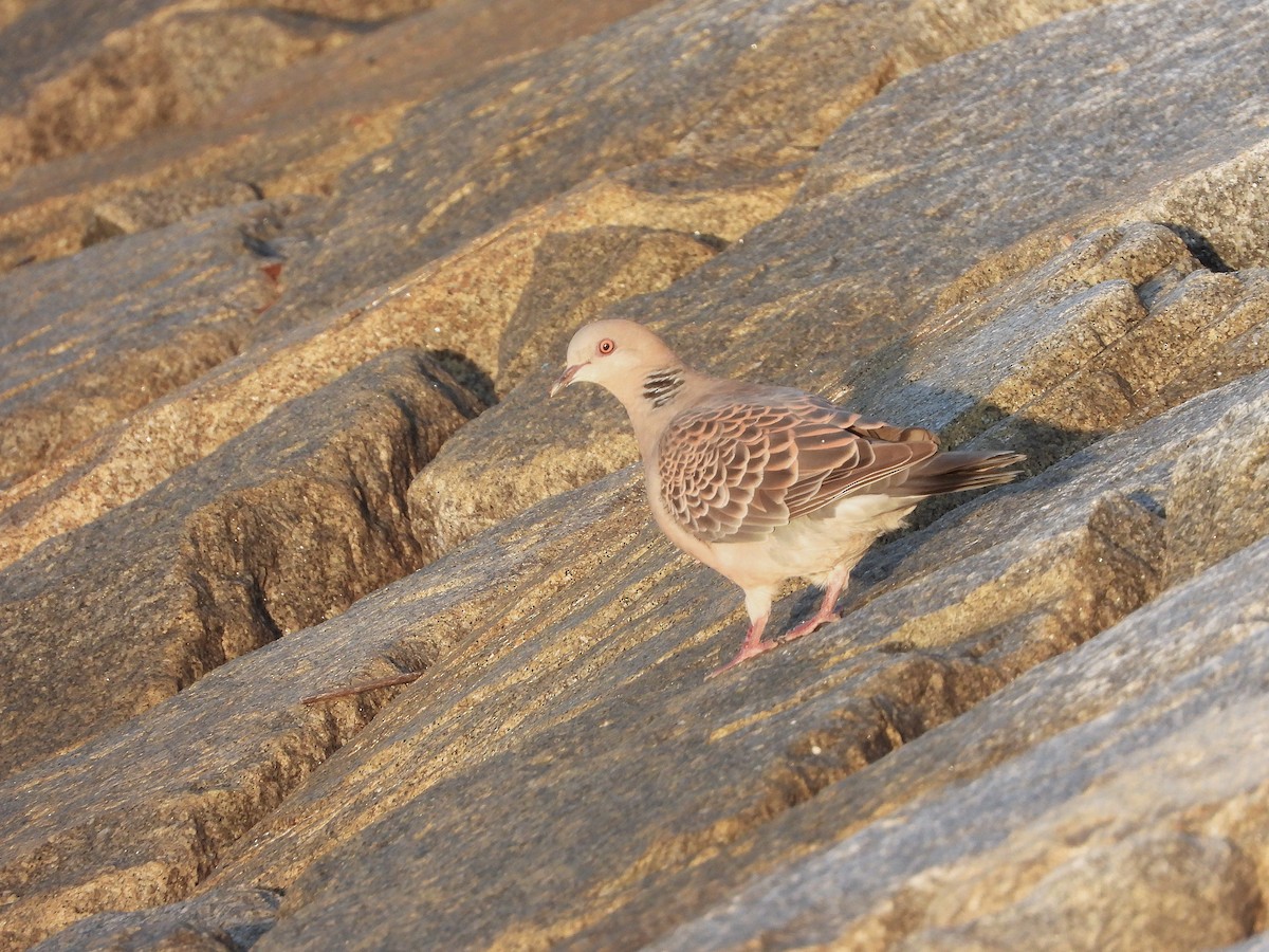 Oriental Turtle-Dove - ML641957202