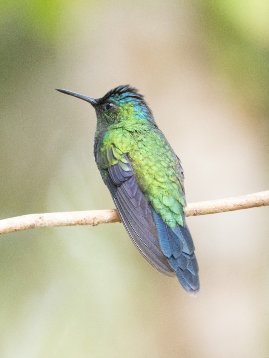 Violet-capped Woodnymph - ML641957206
