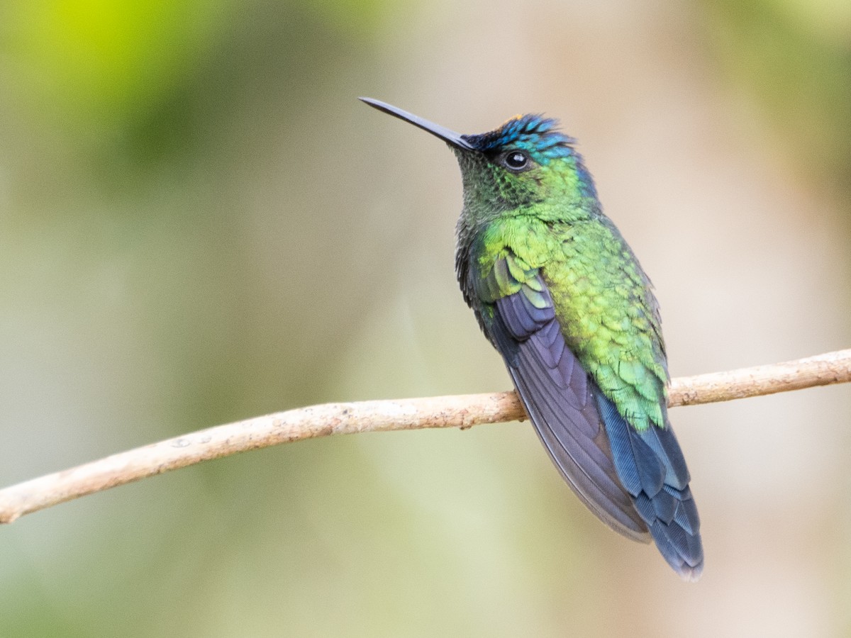 Violet-capped Woodnymph - ML641957207