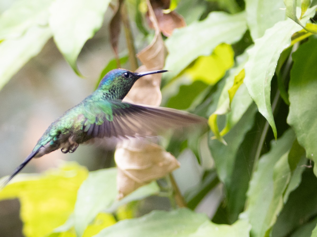 Violet-capped Woodnymph - ML641957208