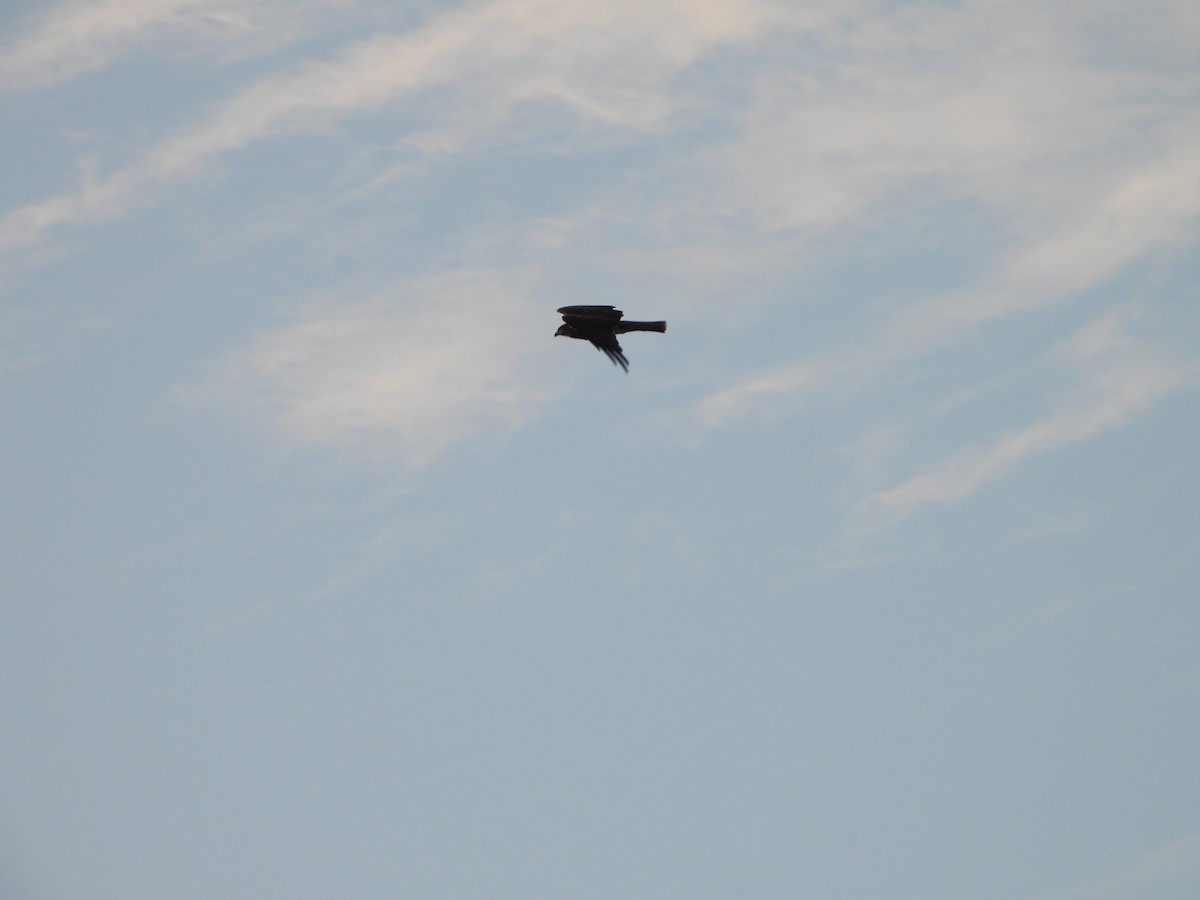 Black Kite - ML641957209
