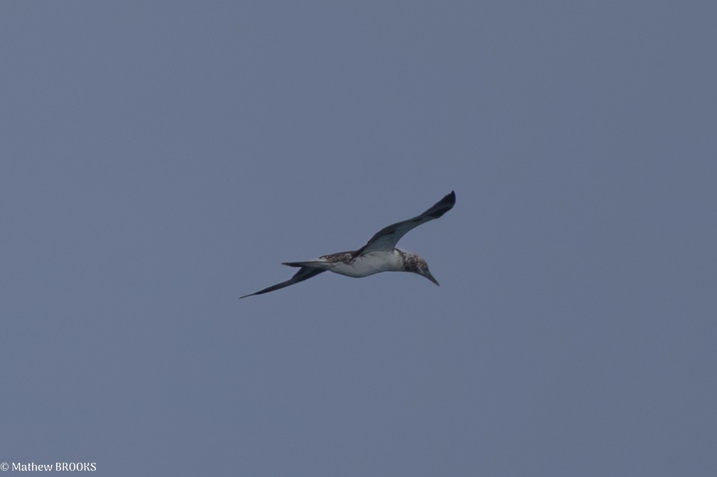 Australasian Gannet - ML641957212