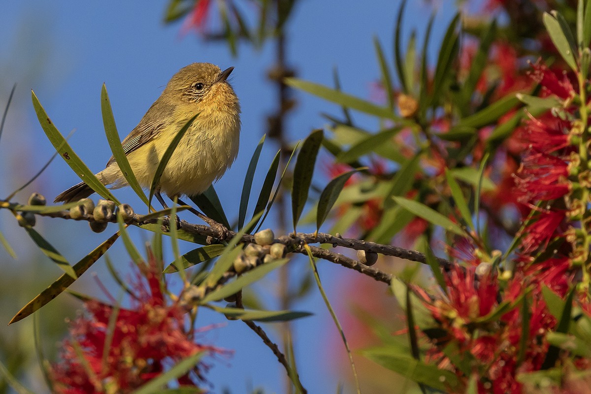 Yellow Thornbill - ML641957223
