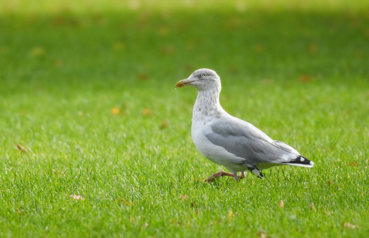 Мөнгөлөг цахлай - ML641957246