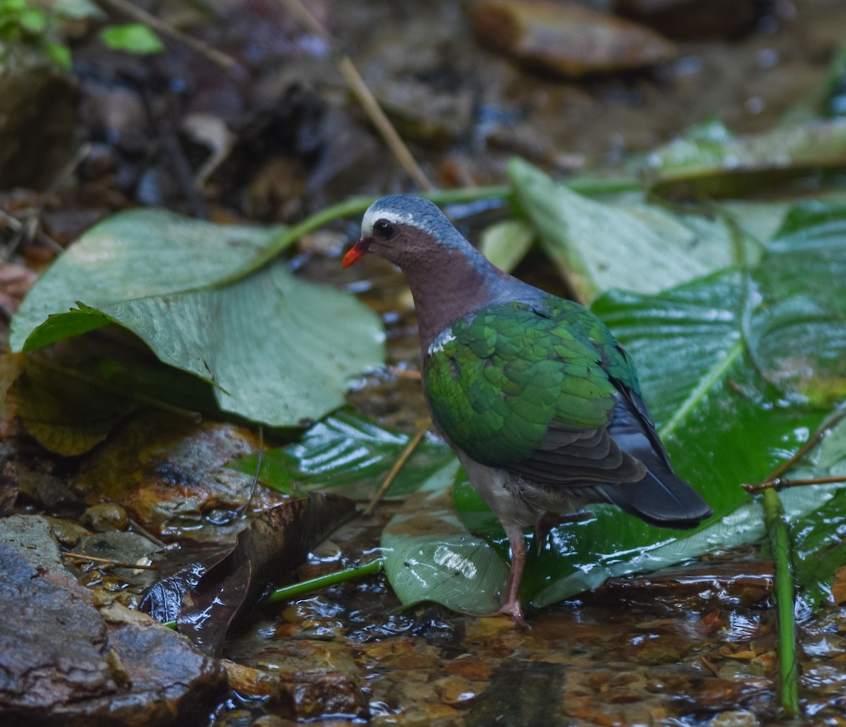 Asian Emerald Dove - ML641957257