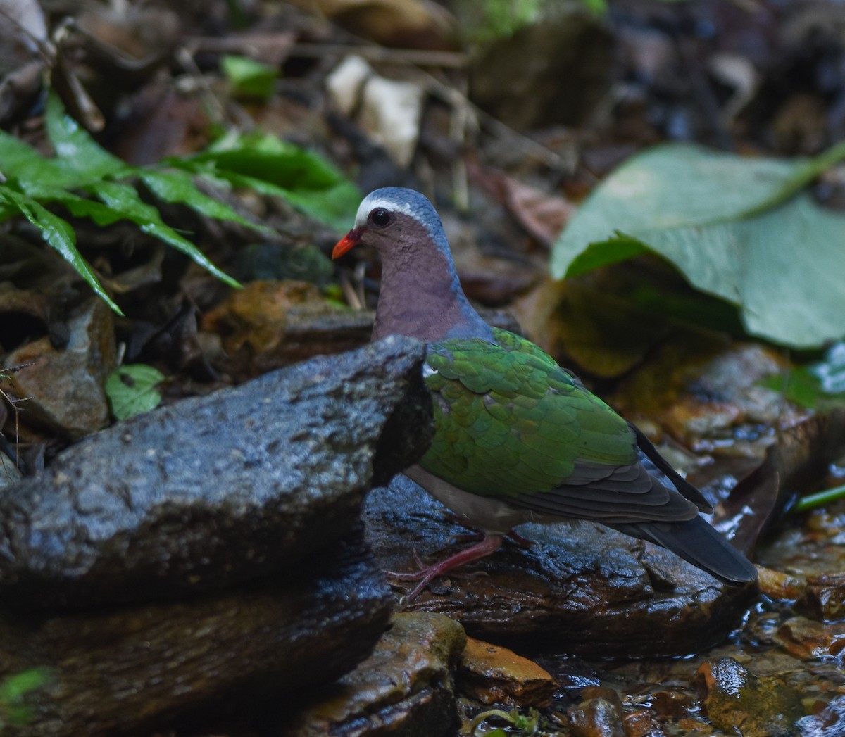 Asian Emerald Dove - ML641957258