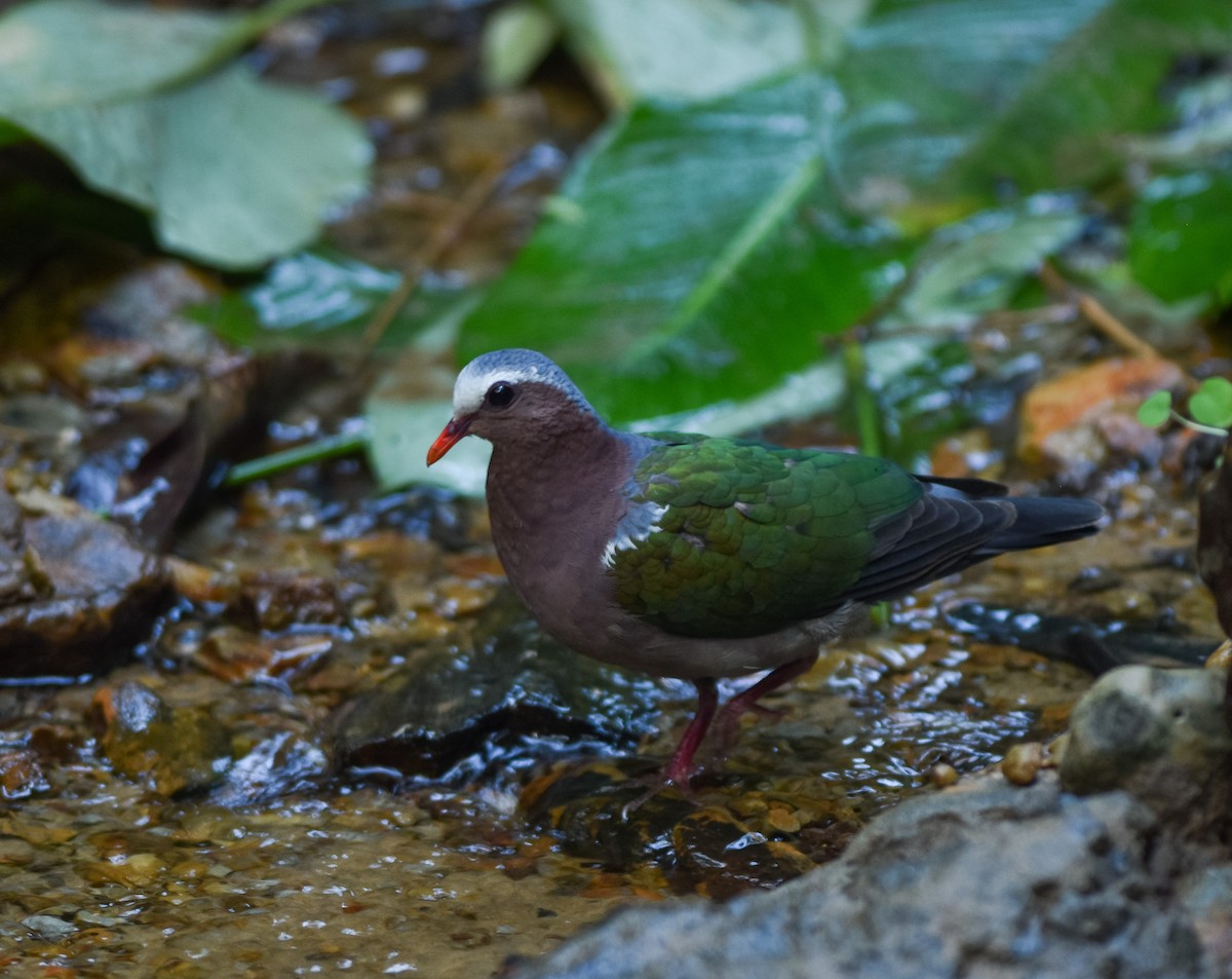 Asian Emerald Dove - ML641957259