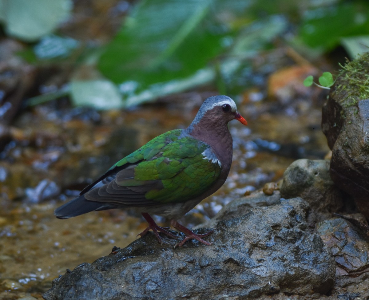 Asian Emerald Dove - ML641957260