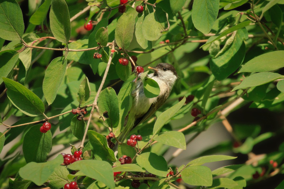 Marsh Tit - ML641957265