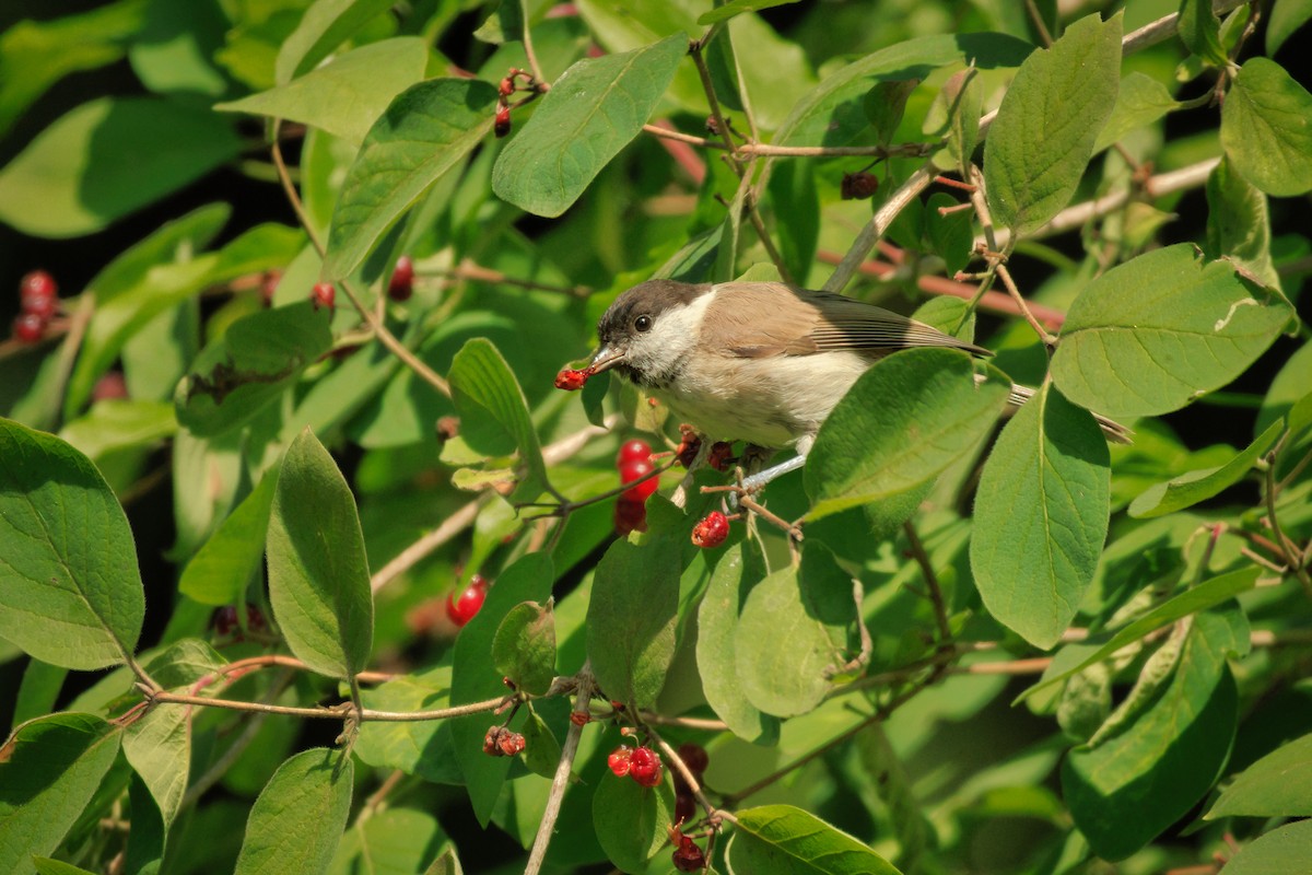 Marsh Tit - ML641957266