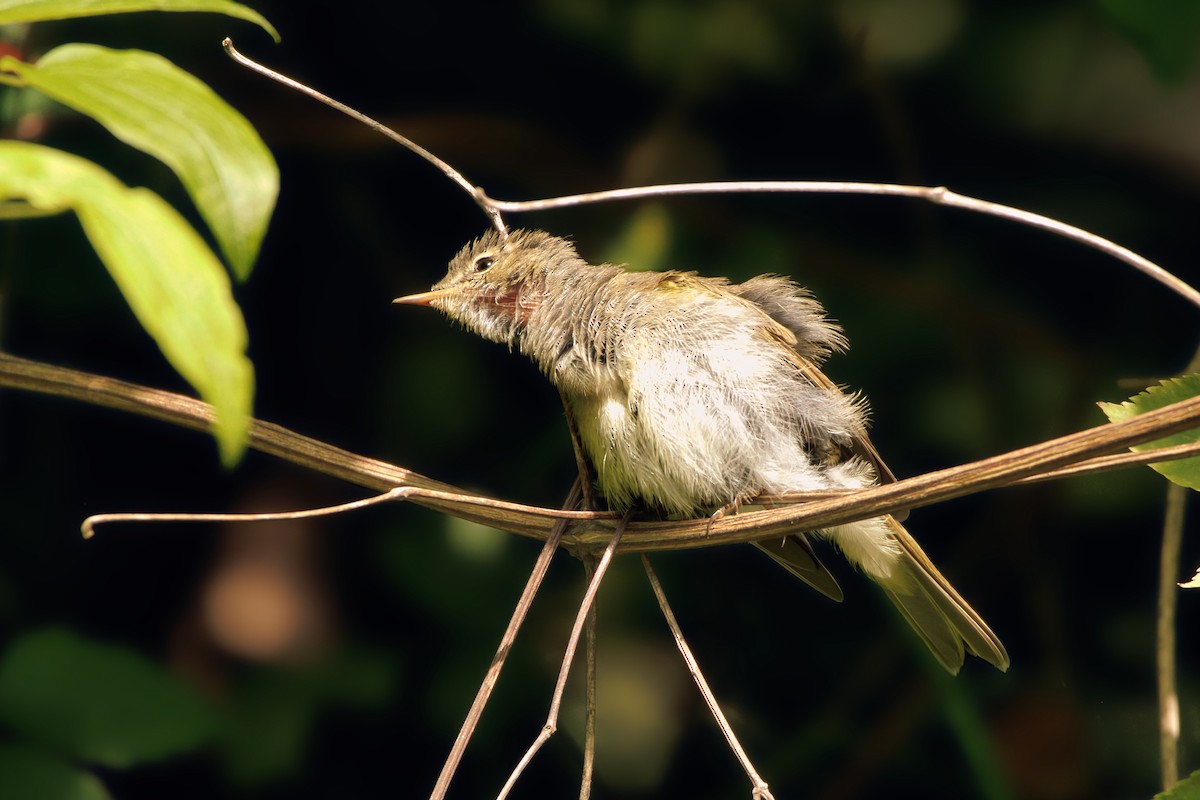 Common Chiffchaff - ML641957270