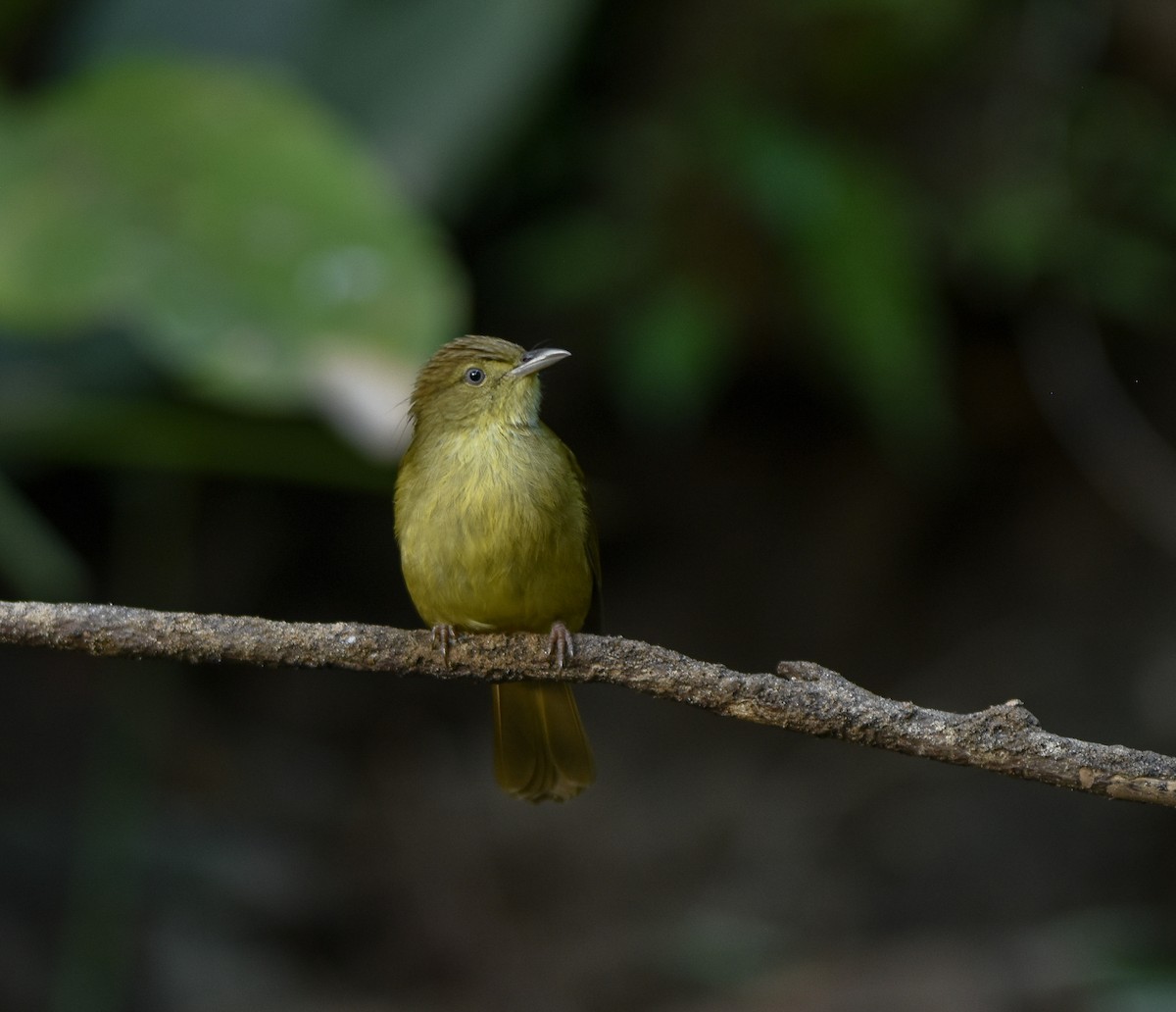 Cachar Bulbul - ML641957271